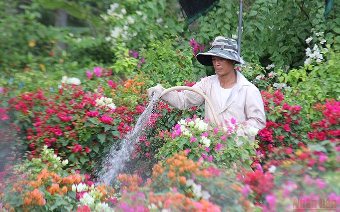 La gente de la comuna de Phu Son cuida las flores de buganvilla para venderlas durante los días de Tet.