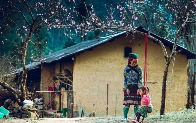 Abuela y nieto juegan bajo un árbol de durazno en la comuna de Sung La, distrito de Dong Van, provincia de Ha Giang. (Fotografía: nhandan.com.vn)