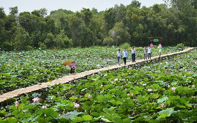Visitantes en el campo de loto en la Zona Nacional Especial de Reliquias de Go Thap, distrito de Thap Muoi, provincia de Dong Thap. (Fotografía: Nhan Dan)