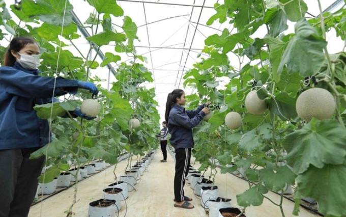 Producción en la cooperativa Tinh Hoa Farm, en la provincia de Dak Lak (Foto: VNA)