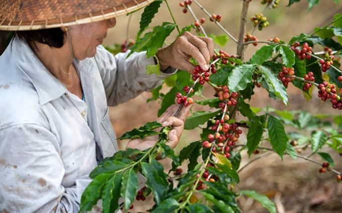  Café vietnamita despierta al mundo, según CNN