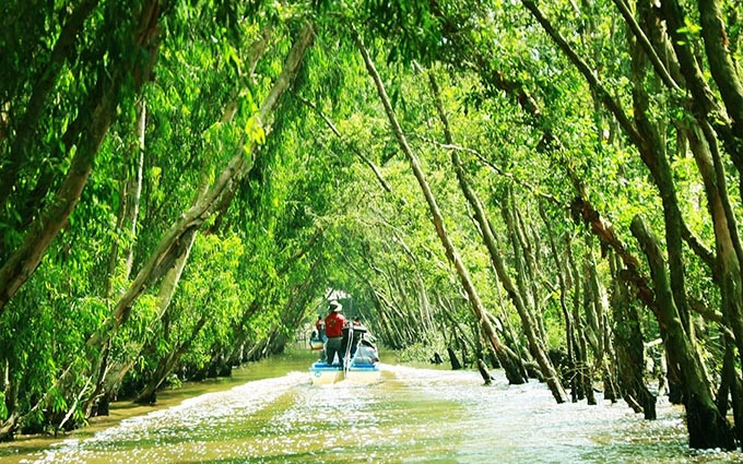 El bosque de Tra Su. (Photo: VNA)