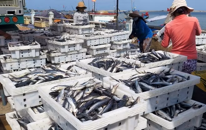 Un pesquero de Vietnam (Fuente: VNA)