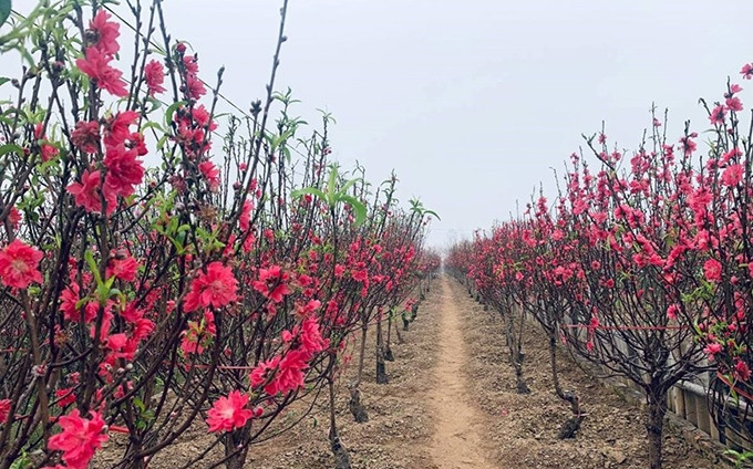 La aldea de Phu Thuong ha ganado fama por sus melocotoneros con flores grandes con colores vibrantes. (Fotografía: VNA)