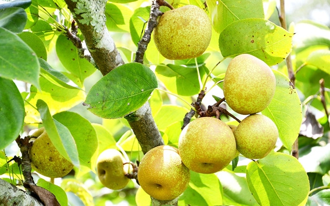 Los perales están cargados de frutas maduras.