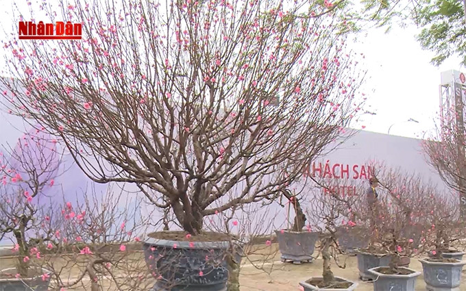Comienzan la venta de flores de durazno para el Tet 2019