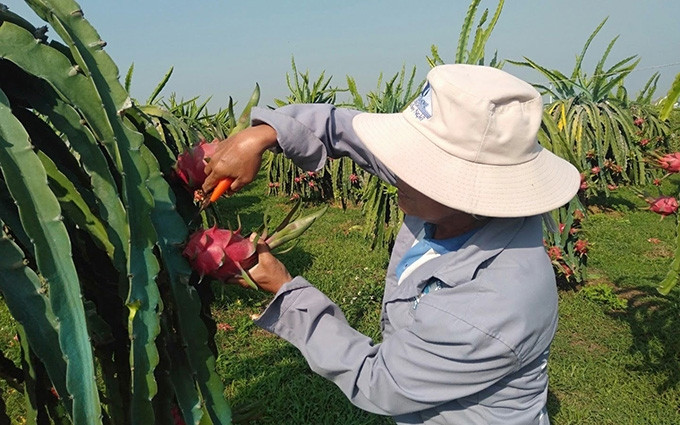 (Fotografía: ipvietnam.gov.vn)