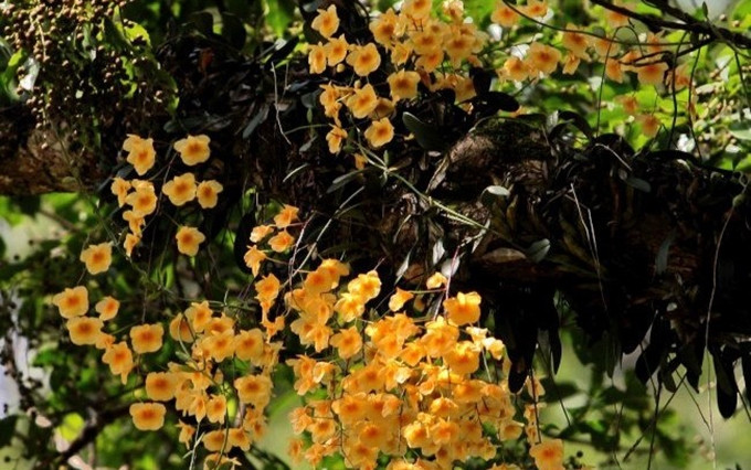 La gruesa cubierta del bosque de Pu Luong crea condiciones favorables para el desarrollo de la flora. (Fotogragía: VNP)
