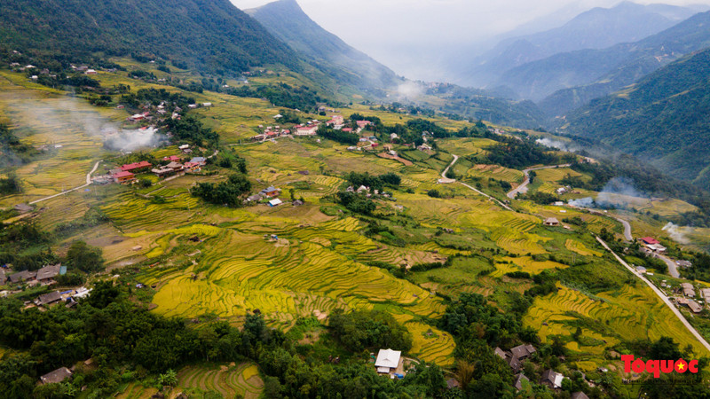 Preciosa “franja dorada” en la región montañosa del noroeste de Vietnam