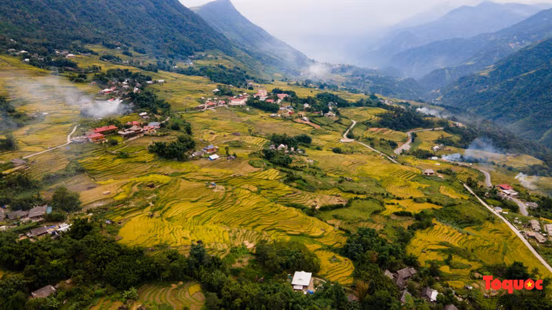 Preciosa “franja dorada” en la región montañosa del noroeste de Vietnam