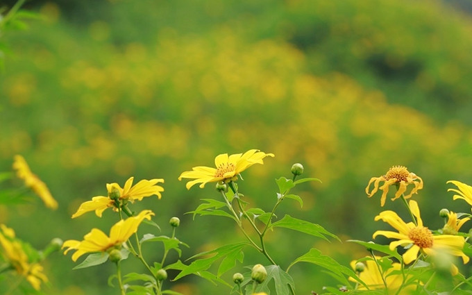 Girasoles silvestres florecen en montañas y bosques del noroeste de Vietnam