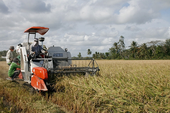 Agricultores en el distrito de Thoi Lai, ciudad de Can Tho, cosechan arroz de alta calidad. (Fotografía: Thanh Tam)