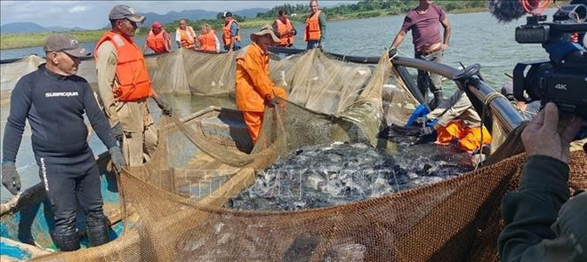 Cosecha de tilapia criada en jaulas en el lago. (Foto: VNA)