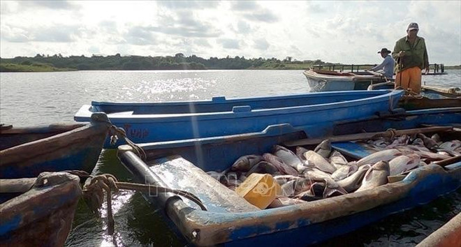 Cosecha de tilapia criada en jaulas en el lago. (Foto: VNA)