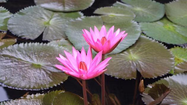 Los nenúfares lucen sus delicadas flores púrpuras sobre el río. (Foto: VNA)