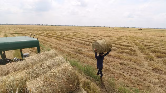 Transportan las pacas de paja y las cargan en el vehículo. (Foto: Hong Thai – VNA)