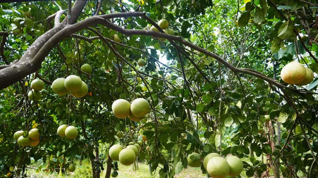 Pomelo Thanh Tra entra en su temporada alta de cosecha