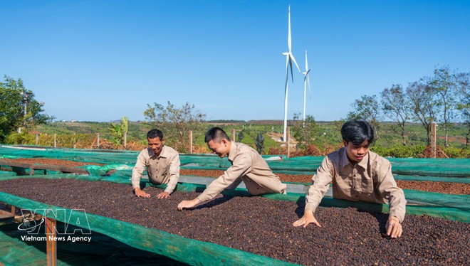 El café es otro de los principales productos de exportación a Rusia. (Foto: VNA)