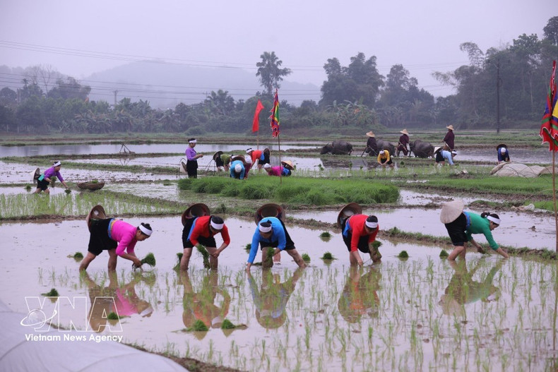 Ritual de ingreso a los campos para plantar arroz en el festival. (Foto: VNA)