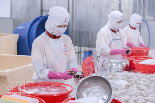 Productos de calamar congelado de la empresa de procesamiento, exportación e importación de bienes acuáticos Kien Cuong, provincia de An Giang. (Foto: VNA)