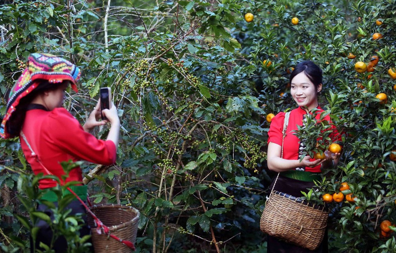 Visitantes recorren el huerto de mandarinas en la aldea de Muong Yen, en el barrio de Chieng Coi. (Foto: VNA)
