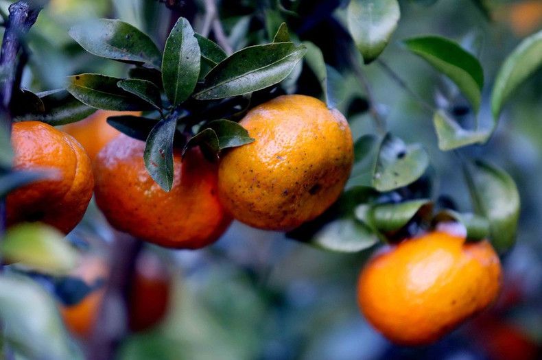 La mandarina de Chieng Coi es una variedad autóctona, preservada y cultivada de forma natural por los habitantes de la antigua comuna de Chieng Co durante muchas generaciones. (Foto: VNA)