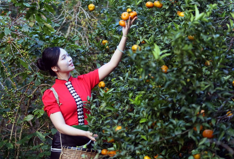 Visitantes recorren el huerto de mandarinas en la aldea de Muong Yen, en el barrio de Chieng Coi. (Foto: VNA)