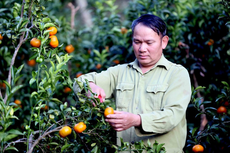 Lu Van Bang, de la aldea de Muong Yen, en el barrio de Chieng Coi, de la provincia de Son La, cosecha mandarinas para abastecer el mercado. (Foto: VNA)