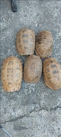 Cinco ejemplares de tortugas elongadas. (Foto: VNA)