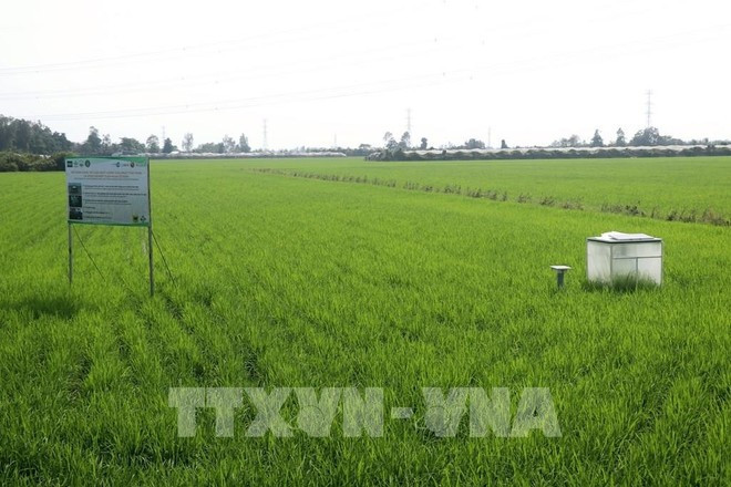 En un campo en Can Tho. (Foto: VNA) En un campo en Can Tho. (Foto: VNA)