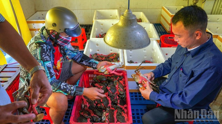 Los productos de cangrejo de Ca Mau se inspeccionan cuidadosamente antes de vender al mercado.