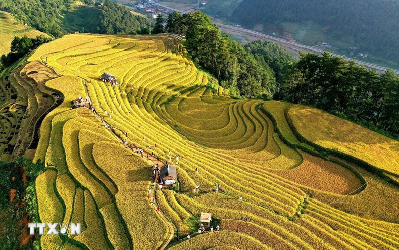 Durante la temporada de cosecha, las terrazas cubiertas de arroz dorado cautivan a los visitantes.