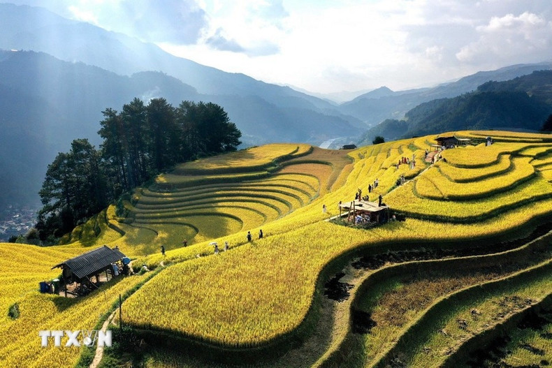 Las comunas de Mu Cang Chai atraen cada año a miles de turistas y fotógrafos que buscan capturar la belleza del mar dorado entre las montañas. (Foto: Tuan Anh/VNA)