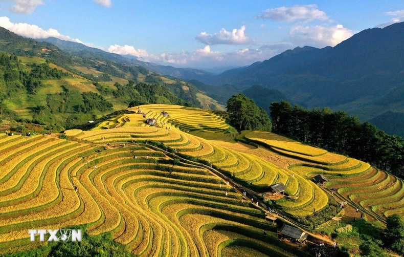 Cada nivel de las terrazas se extiende suavemente, formando ondas doradas hasta el horizonte.