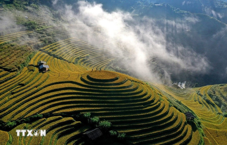 En otoño, el valle de Pung Luong se inunda de un resplandor dorado procedente de los campos maduros, que se alternan con el verde intenso de los bosques. (Foto: Tuan Anh/VNA).
