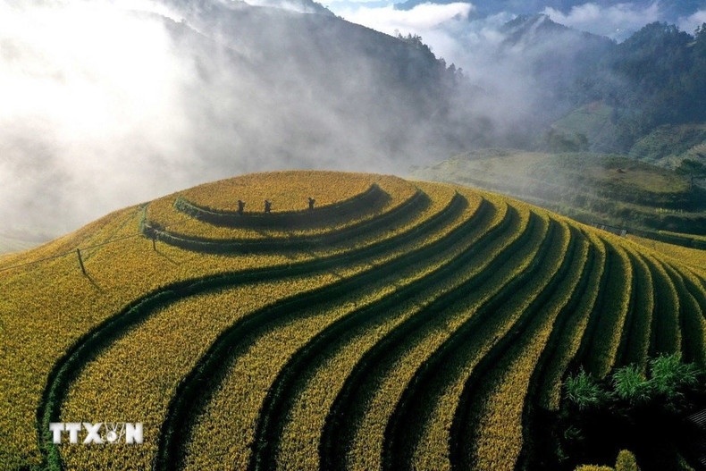 El conjunto paisajístico de terrazas de arroz de Mu Cang Chai, con una superficie de más de 800 hectáreas, fue declarado Reliquia Nacional Especial en 2019. (Foto: Tuan Anh/VNA)
