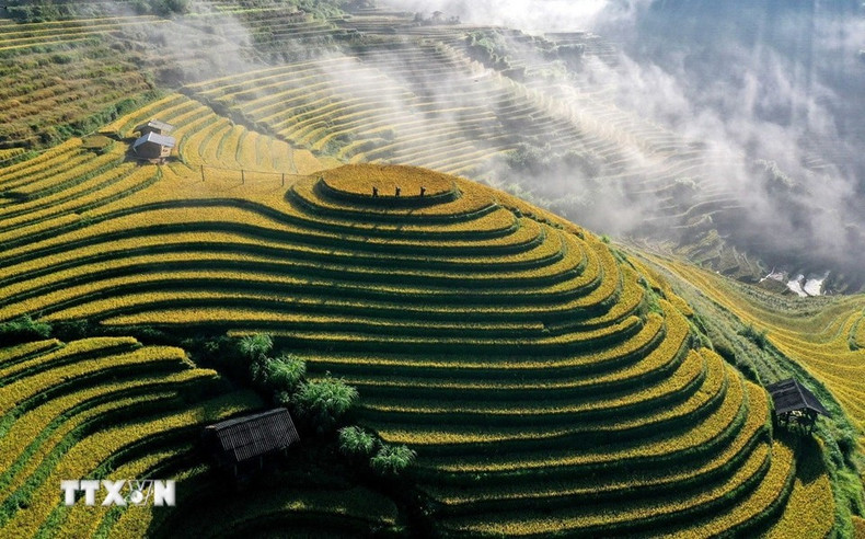 En otoño, el valle de Pung Luong brilla con el resplandor dorado de los campos maduros, intercalados entre el verde intenso de los bosques. (Foto: Tuan Anh/VNA)