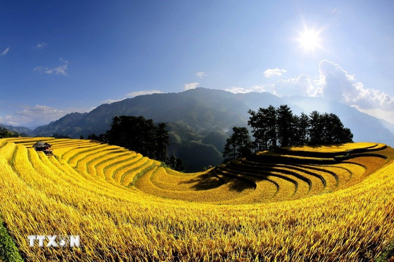 La colina Mong Ngua, con sus curvas que se extienden por las laderas, parece un delicado cinturón de seda dorada entre las montañas. (Foto: Tuan Anh/VNA)
