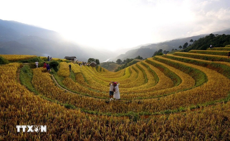 La temporada dorada de Mu Cang Chai atrae a numerosos visitantes que hacen un alto en el camino para contemplar y fotografiar el espléndido paisaje. (Foto: Tuan Anh/VNA)
