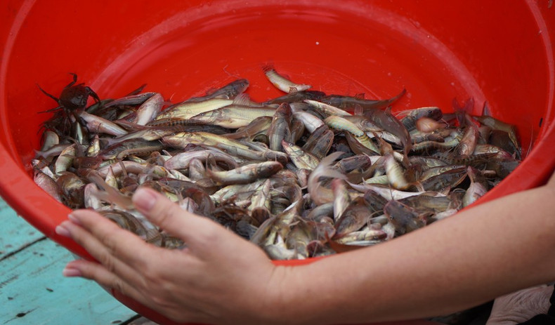Variedades de peces capturados por los turistas en los campos inundados. (Foto: VNA) Variedades de peces capturados por los turistas en los campos inundados. (Foto: VNA)