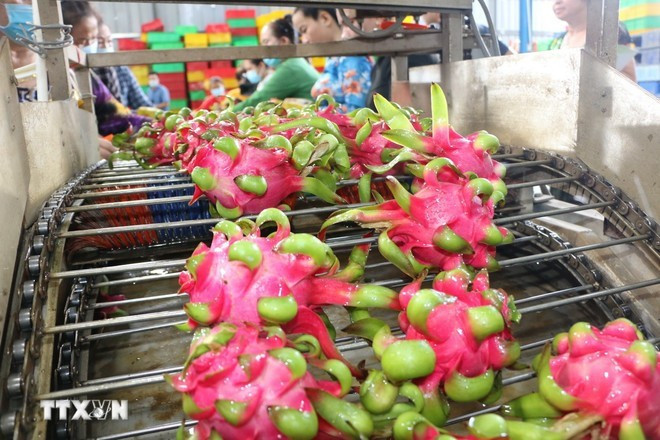 Limpieza de pitayahas para exportación. (Foto: VNA) Limpieza de pitayahas para exportación. (Foto: VNA)