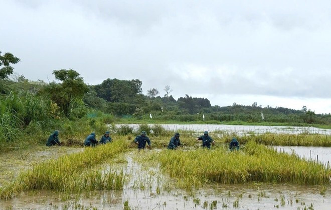 Milicianos de la comuna de Vinh Hoang, bajo el Comando Militar de la provincia de Quang Tri, ayudan a la gente a cosechar arroz. (Foto: VNA) Milicianos de la comuna de Vinh Hoang, bajo el Comando Militar de la provincia de Quang Tri, ayudan a la gente a cosechar arroz. (Foto: VNA)