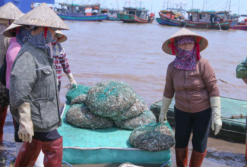 Comerciantes transportan los productos desde la costa hacia sus puntos de venta. (Foto: VNA) Comerciantes transportan los productos desde la costa hacia sus puntos de venta. (Foto: VNA)
