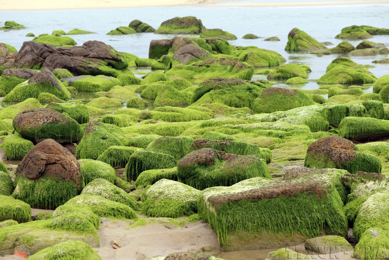 Musgo verde cubre las rocas costeras, creando un paisaje natural único. (Foto: VNA) Musgo verde cubre las rocas costeras, creando un paisaje natural único. (Foto: VNA)