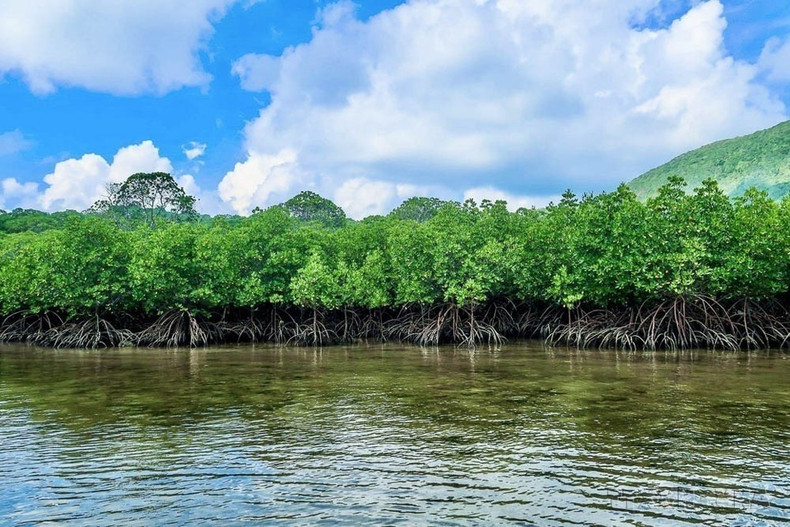 Ecosistema de manglares en el Parque Nacional de Con Dao. (Foto: VNA) Ecosistema de manglares en el Parque Nacional de Con Dao. (Foto: VNA)