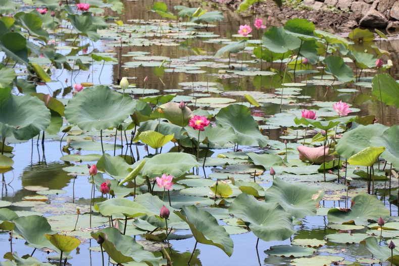 El loto en floración tiñe de tonos rosados los estanques que rodean la antigua ciudadela de Hue. (Foto: VNA) El loto en floración tiñe de tonos rosados los estanques que rodean la antigua ciudadela de Hue. (Foto: VNA)
