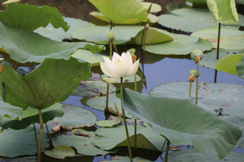 El loto blanco de Hue es puro y elegante. (Foto: VNA) El loto blanco de Hue es puro y elegante. (Foto: VNA)