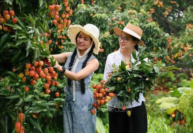 Bac Giang se convierte en un imán para los visitantes que desean vivir la experiencia de la recolección veraniega (Foto: VNA) Bac Giang se convierte en un imán para los visitantes que desean vivir la experiencia de la recolección veraniega (Foto: VNA)