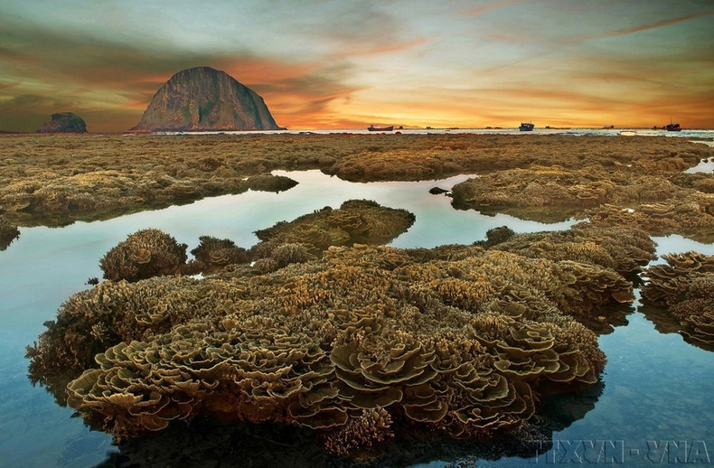 Los arrecifes de coral, como los del área de Hon Yen en la provincia de Phu Yen, actúan como barreras naturales que protegen las costas y sirven de hábitat para miles de especies marinas. (Foto: VNA) Los arrecifes de coral, como los del área de Hon Yen en la provincia de Phu Yen, actúan como barreras naturales que protegen las costas y sirven de hábitat para miles de especies marinas. (Foto: VNA)