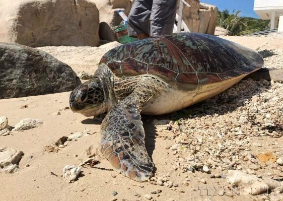 En el Parque Nacional Nui Chua, en la provincia de Ninh Thuan, una tortuga marina rescatada fue devuelta a su hábitat natural como parte de los esfuerzos de conservación de especies. (Foto: VNA) En el Parque Nacional Nui Chua, en la provincia de Ninh Thuan, una tortuga marina rescatada fue devuelta a su hábitat natural como parte de los esfuerzos de conservación de especies. (Foto: VNA)